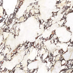 Wonderland 1200x1200 Natural Calacatta Viola Marble Look Rectified