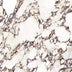 Wonderland 1200x1200 Natural Calacatta Viola Marble Look Rectified Sample