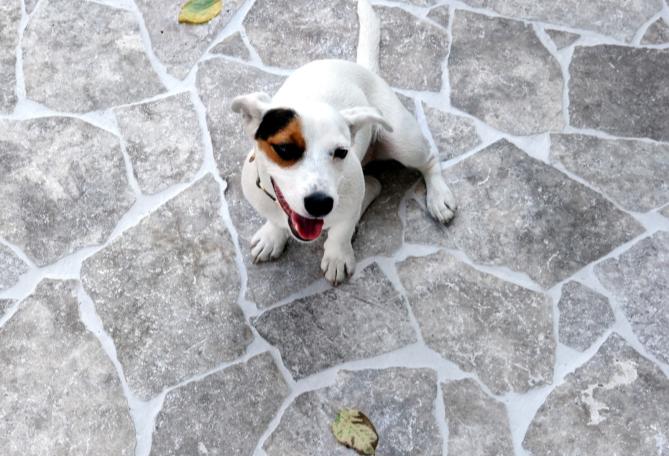 Silver Travertine crazy paving with silver-grey irregular stone and a small white dog by Tilemall